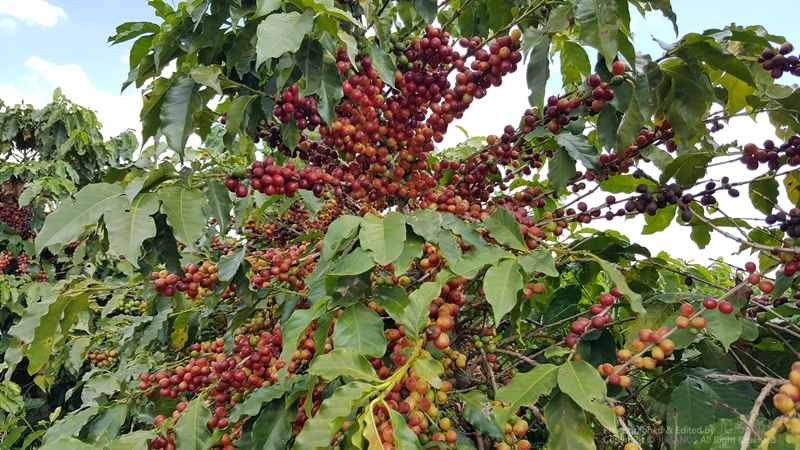 Fazenda_Tozan_19