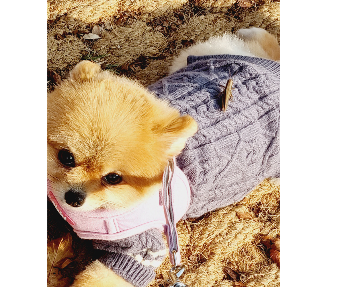 포메라니안 키우던 아이중에 제일 작은 아이 이쁜이에요