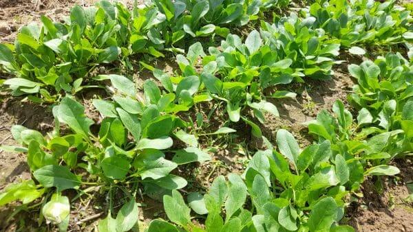 시금치-재배법-재배시기-파종시기-심는시기-수확시기