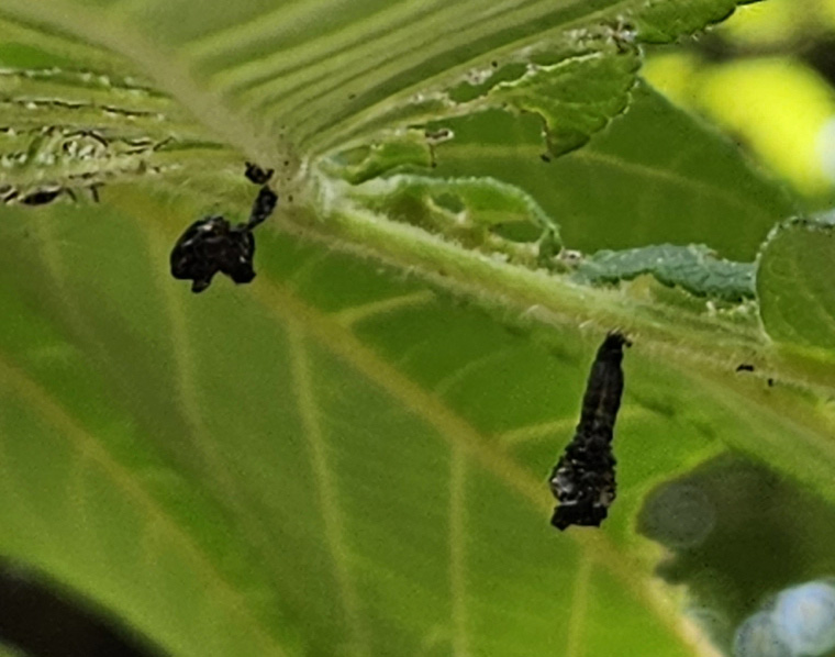 호두나무잎벌레1