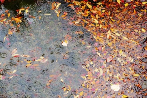 담양 소쇄원 입장료·운영시간·주변 관광 정보