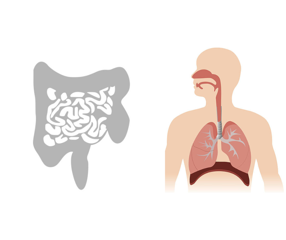 어성초 효능 장건강 및 기관지 건강