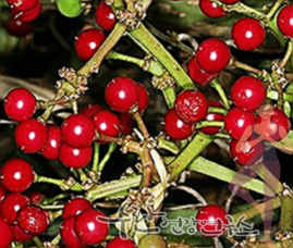 시서스 효능 부작용