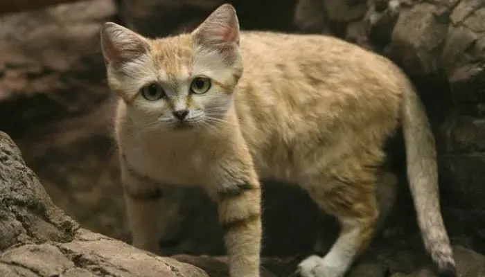 고양이 모래 추천 버리는법 벤토나이트 처리 탈취제_5