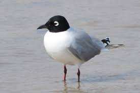 검은목갈매기가 번식 성공률이 낮은 이유