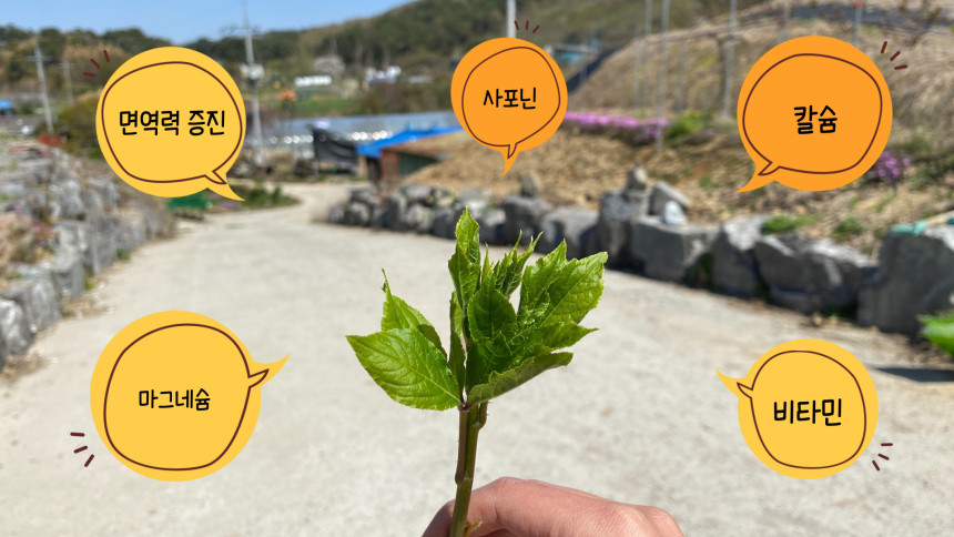 충남 당진 엄나무 참죽나무 옻나무순 오가피순 파는 곳 인터넷 전화 택배 주문