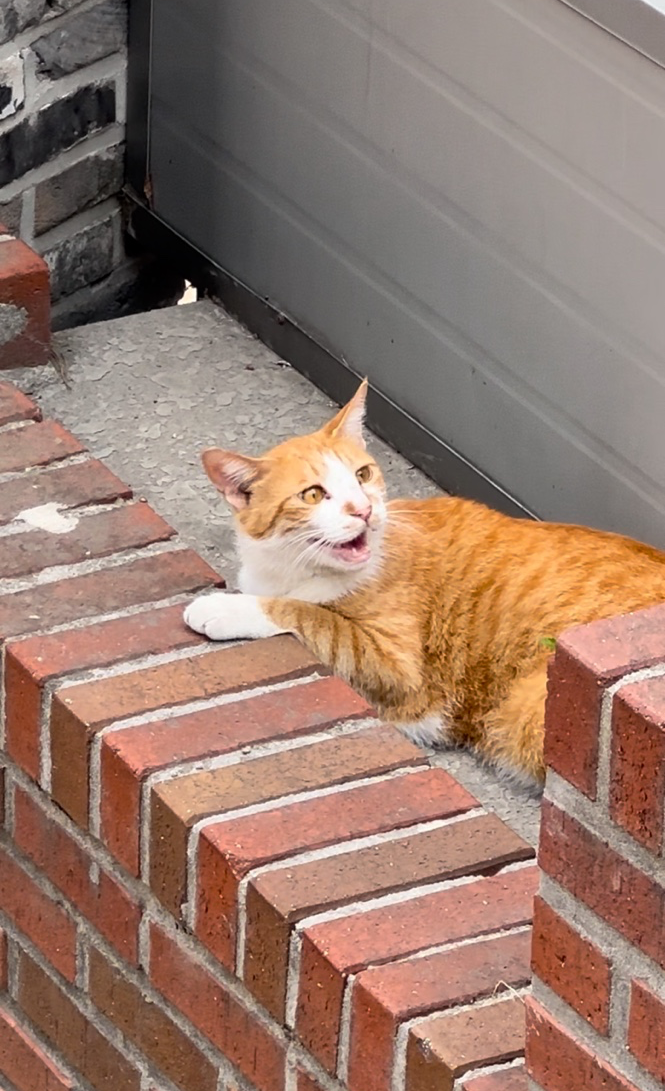 공주중동성당 고양이