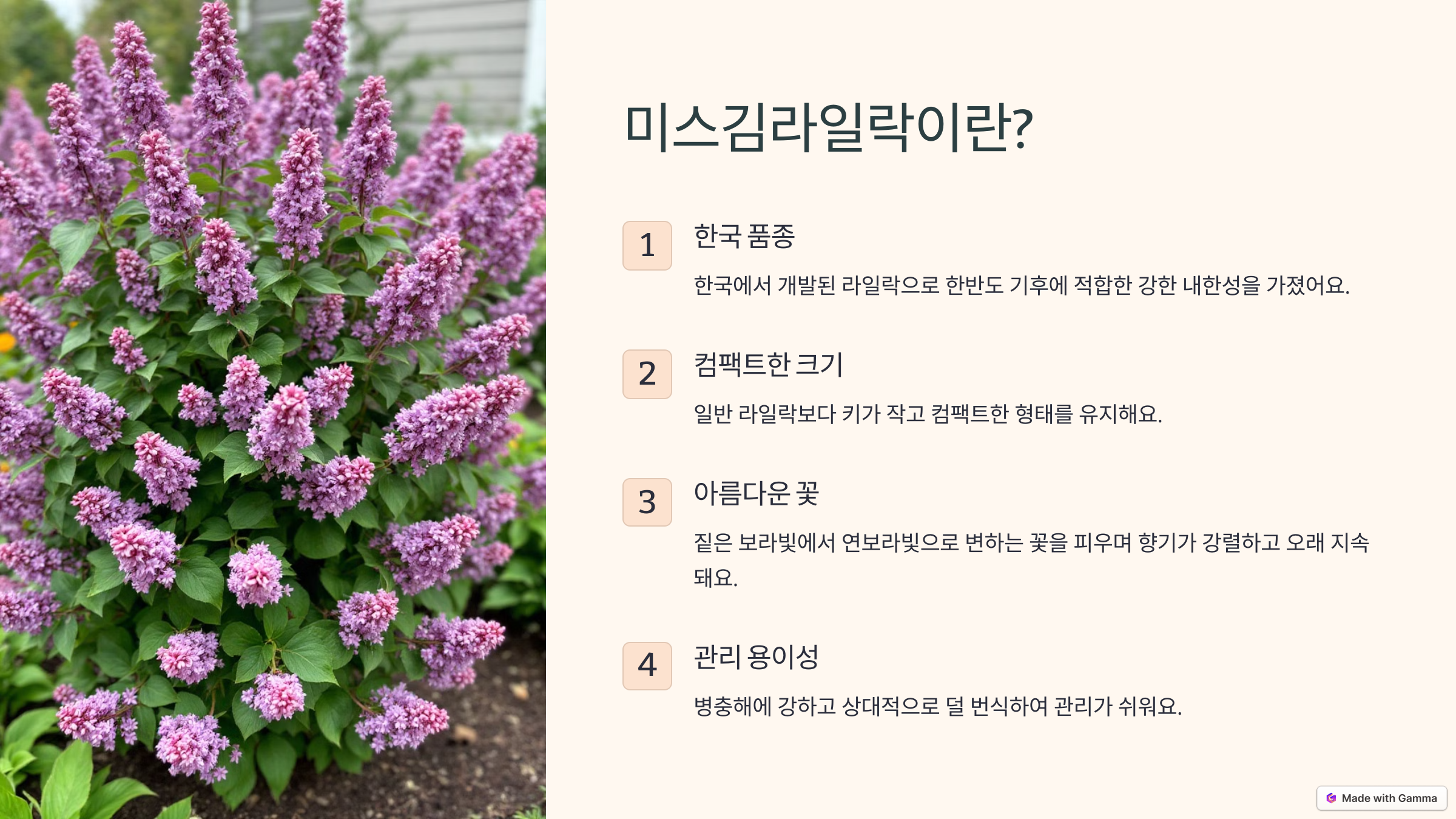 미스김 라일락 사진