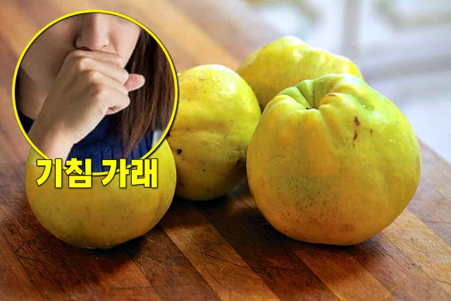 가래 삭히는 음식 모과 효능, 가래 없애는 방법, 건강 팁줌 매일꿀정보