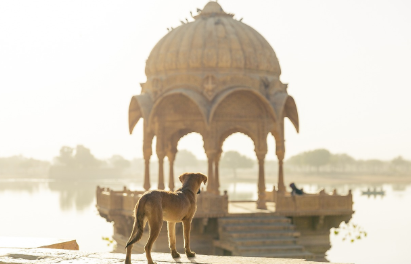 강아지와 여행사진