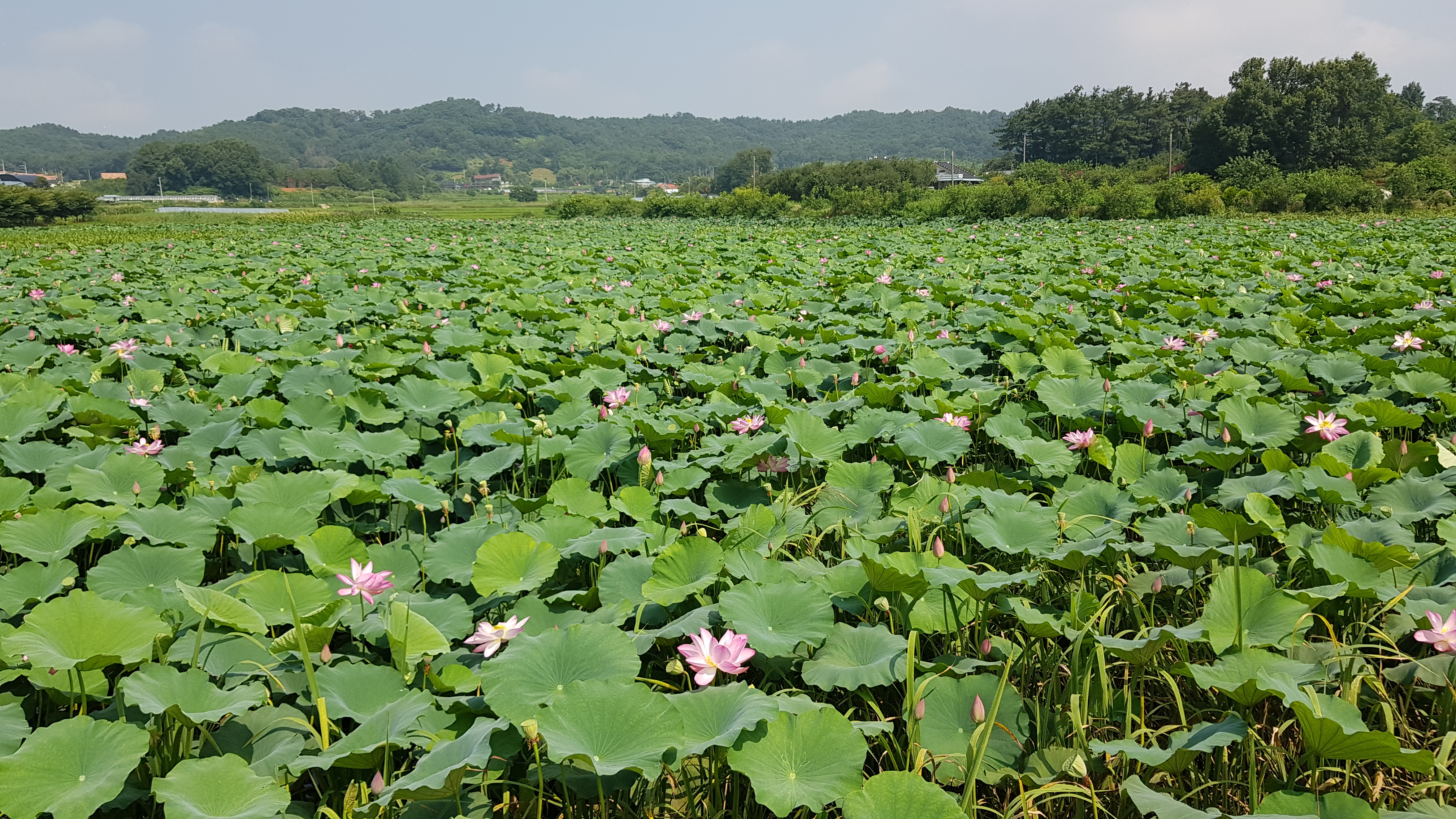 마룡지의 북쪽 정면에 보이는 산이 오금산(125m)