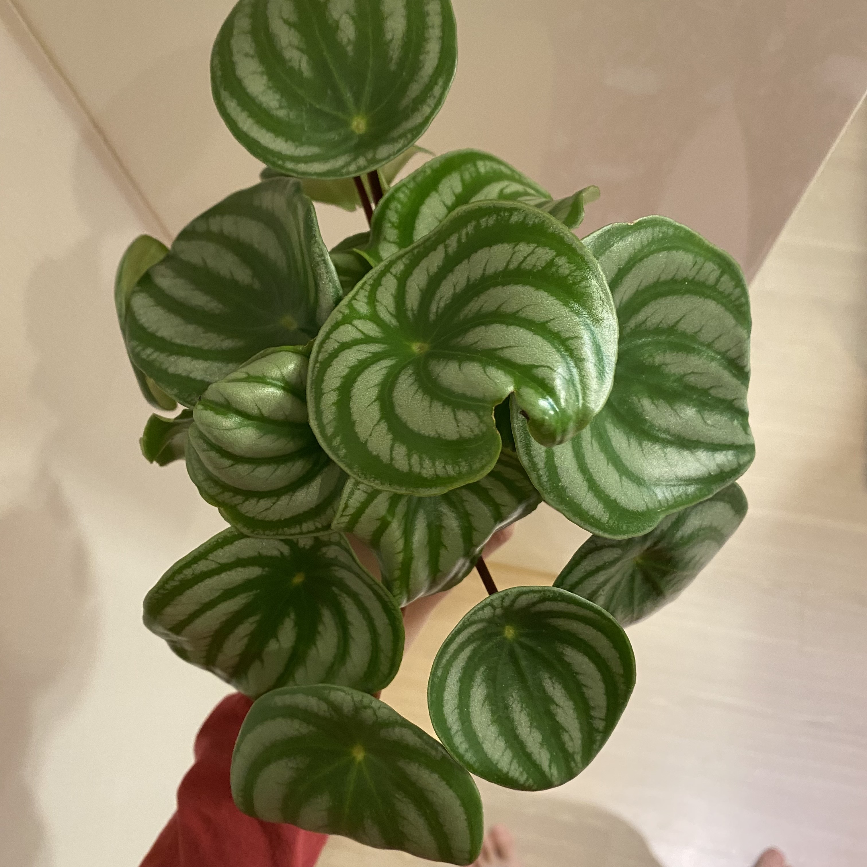 수박페페 번식2