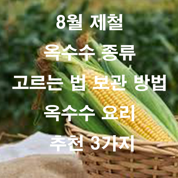 8월 제철 옥수수 종류 고르는 법 보관 방법 옥수수 요리 추천 3가지