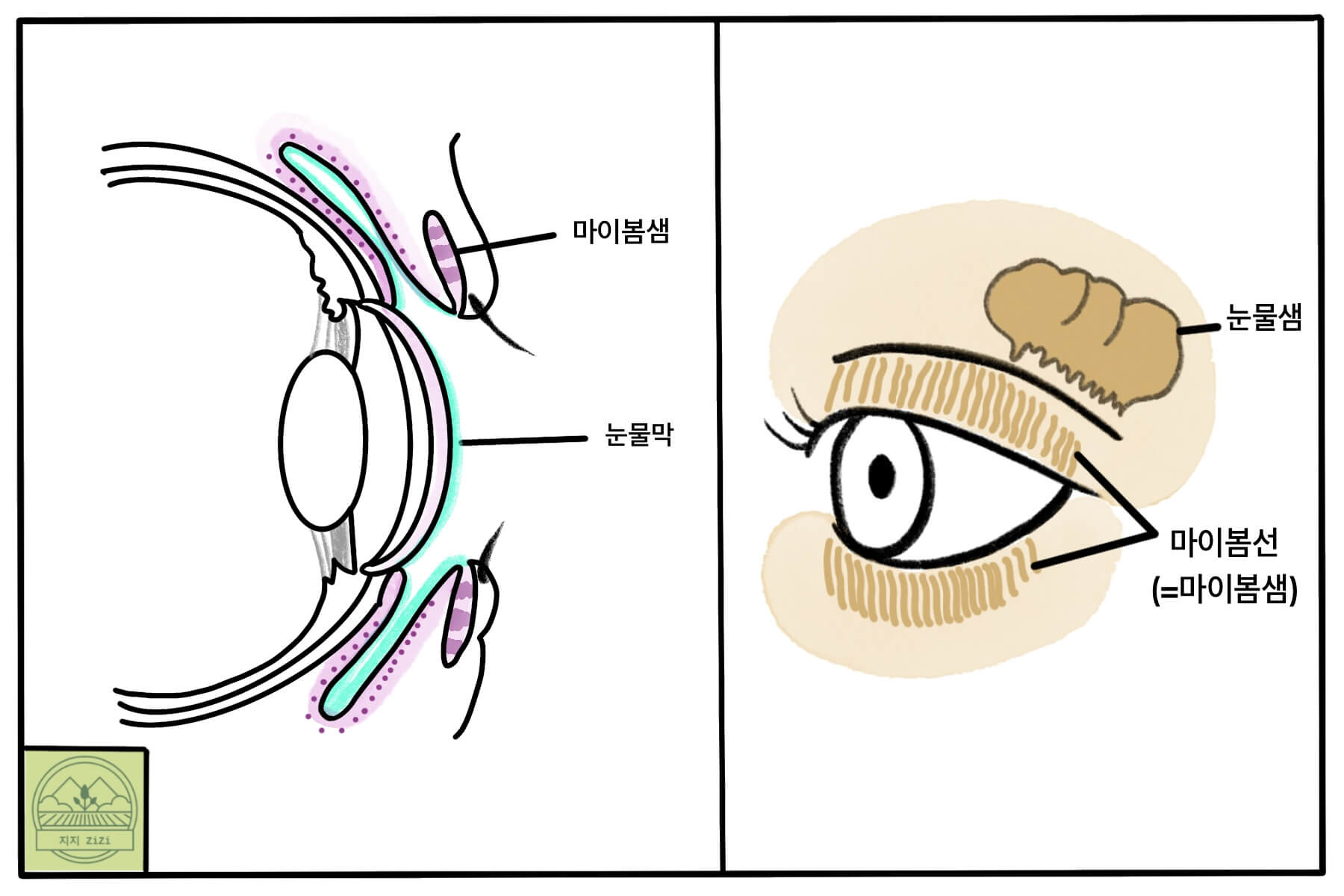마이봄샘 위치와 기능