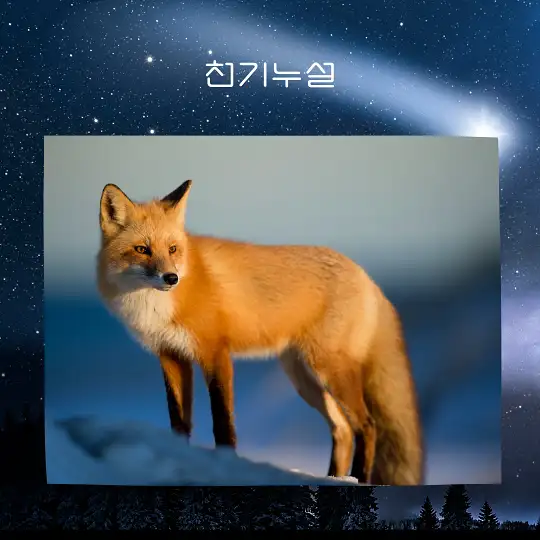 여우가 등장하는 꿈 해몽