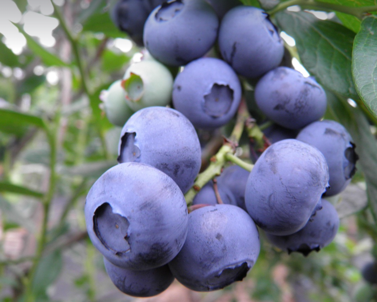 블루베리의 모습