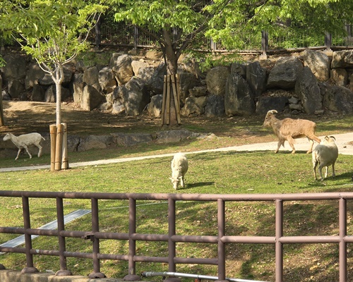 과천서울대공원동물원양