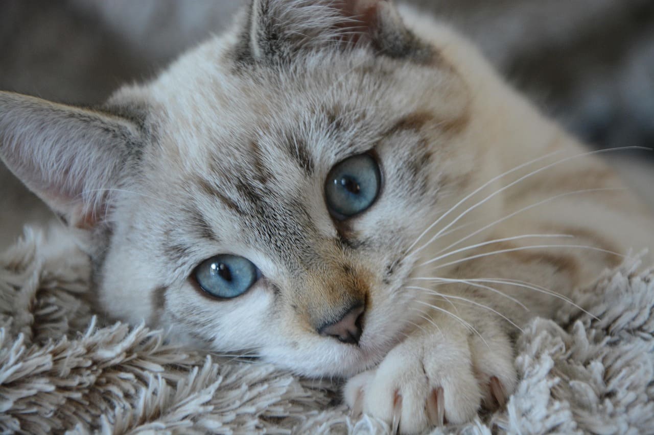 고양이 장염 및 대장염의 주요 원인