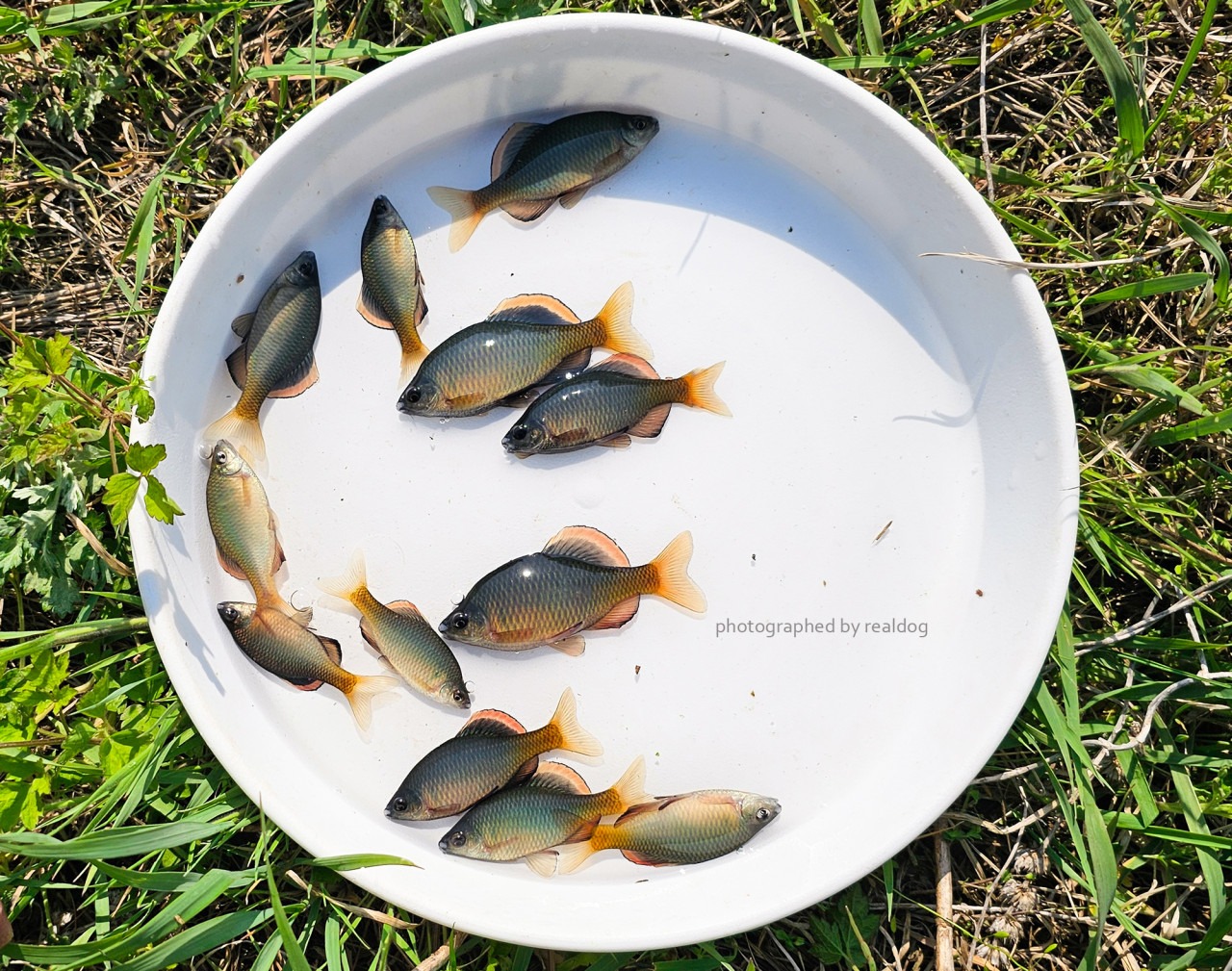 묵납자루, 멸종위기 1급 한국 고유 민물고기|탁란 생태의 신비