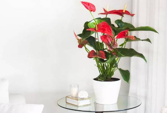 [식물키우기] 안수리움 키우기 관리법 - 물주기, 햇빛, 온도, 습도, 흙(토양), 비료