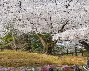 대청호 벚꽃축제_17