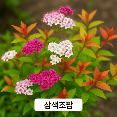 꽃도 잎도 다채롭게! 삼색조팝 키우기부터 활용까지