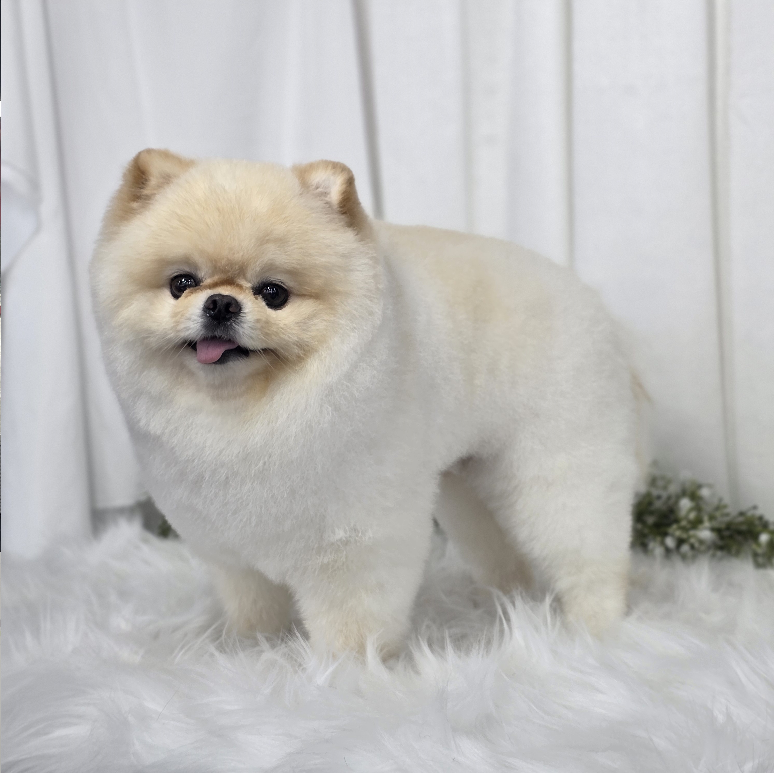 거제애견미용학원