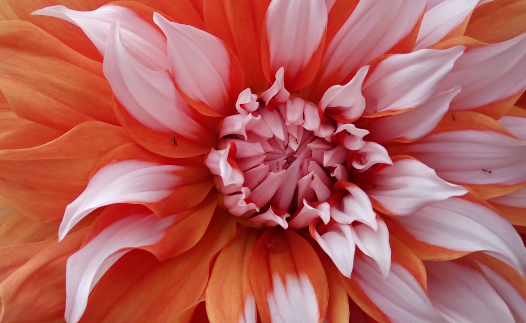 Blooming