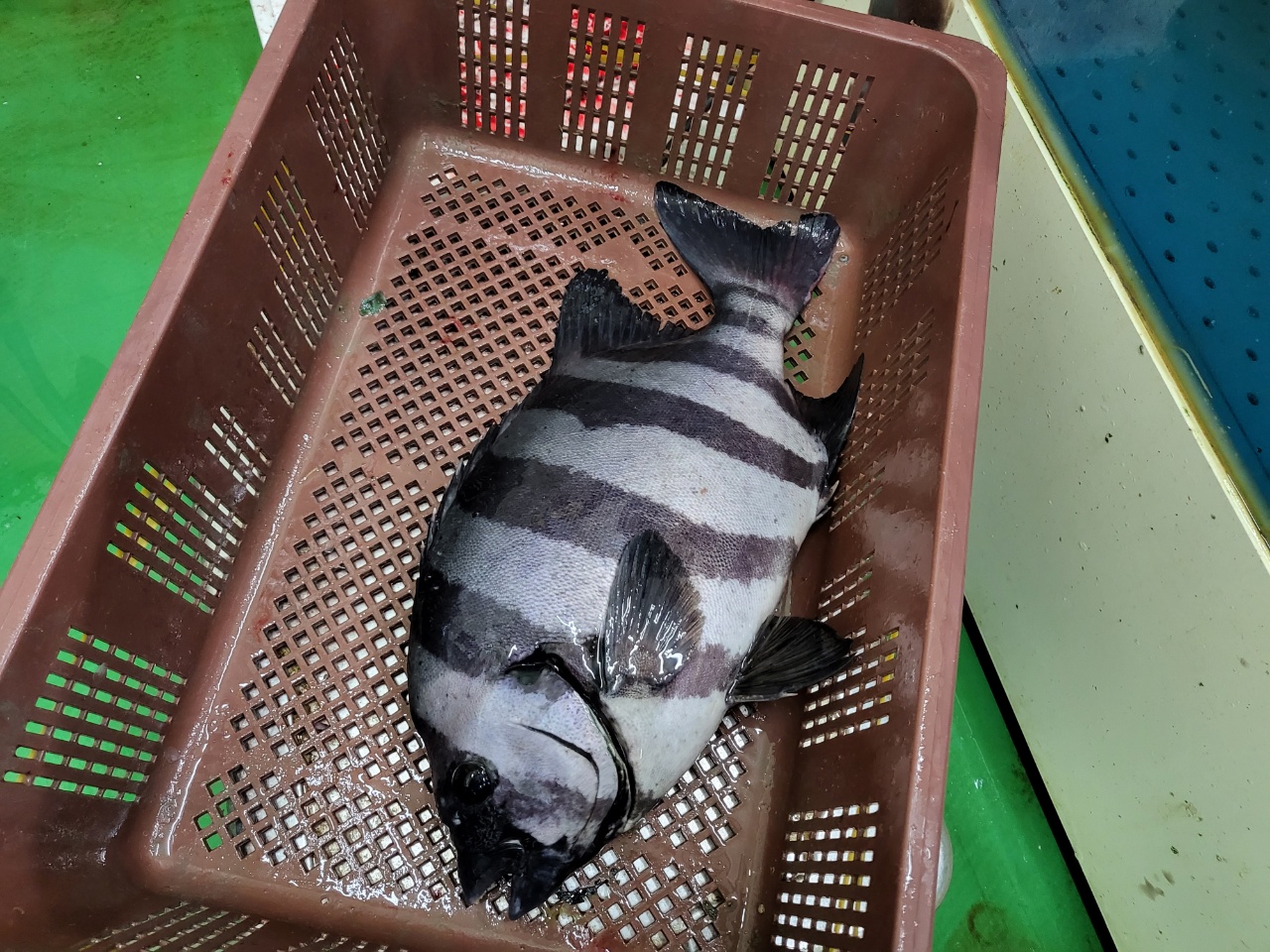 줄무늬가 있는건 암놈, 줄무늬가 없는건 숫놈이래요