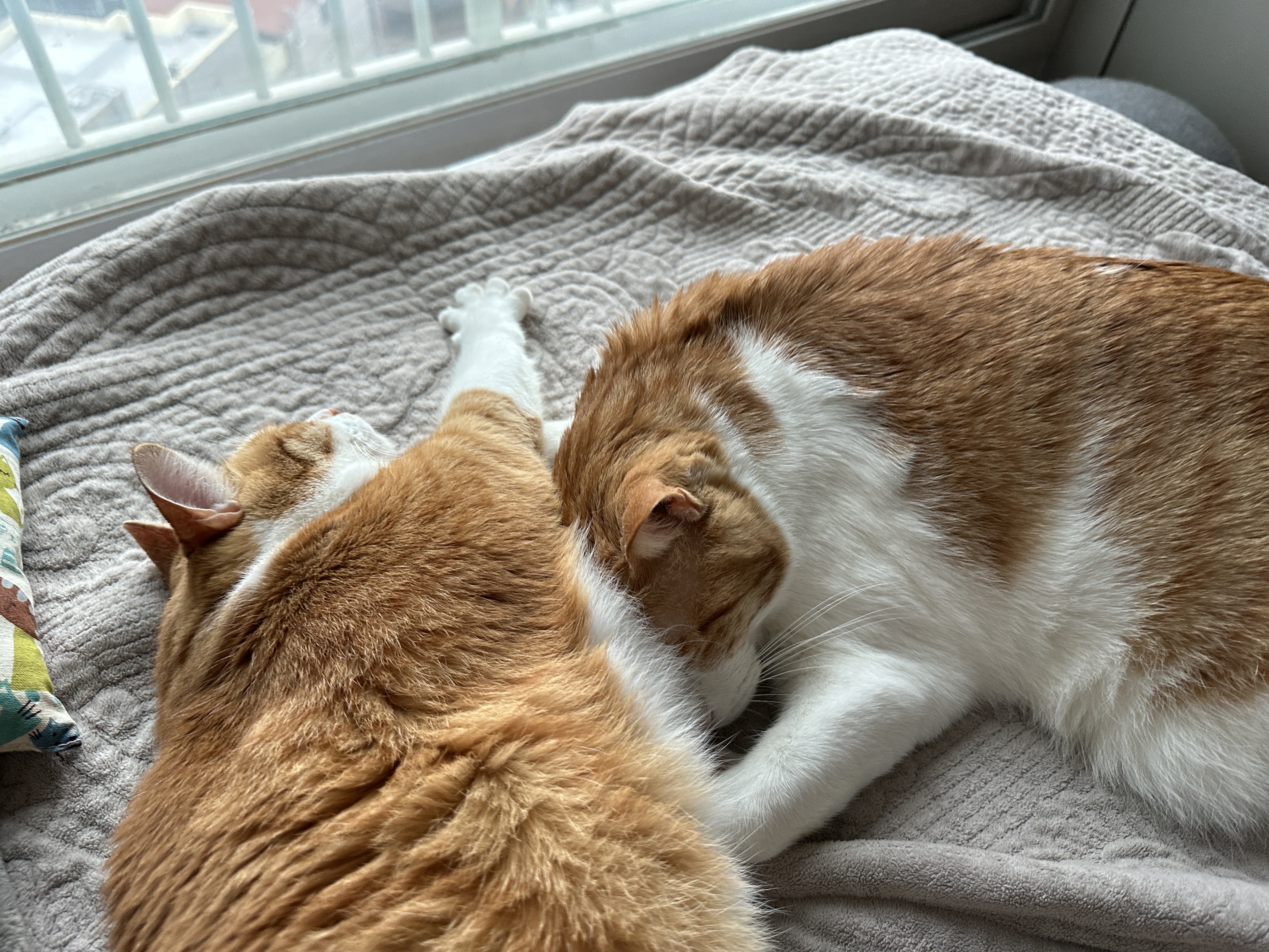 기지개_켜는_호야와_여전히_호야한테_안겨_있는_막둥이