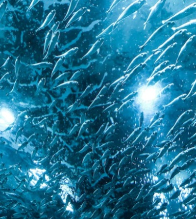 명태 이름 종류