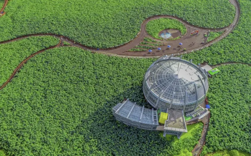 무안 연꽃축제_9