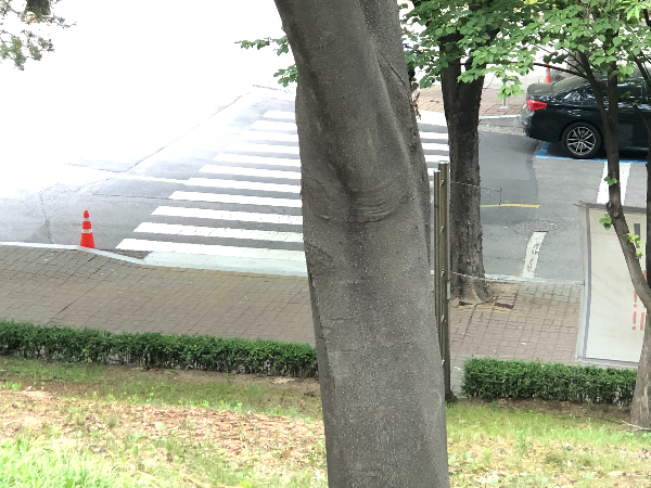 일본목련 수피