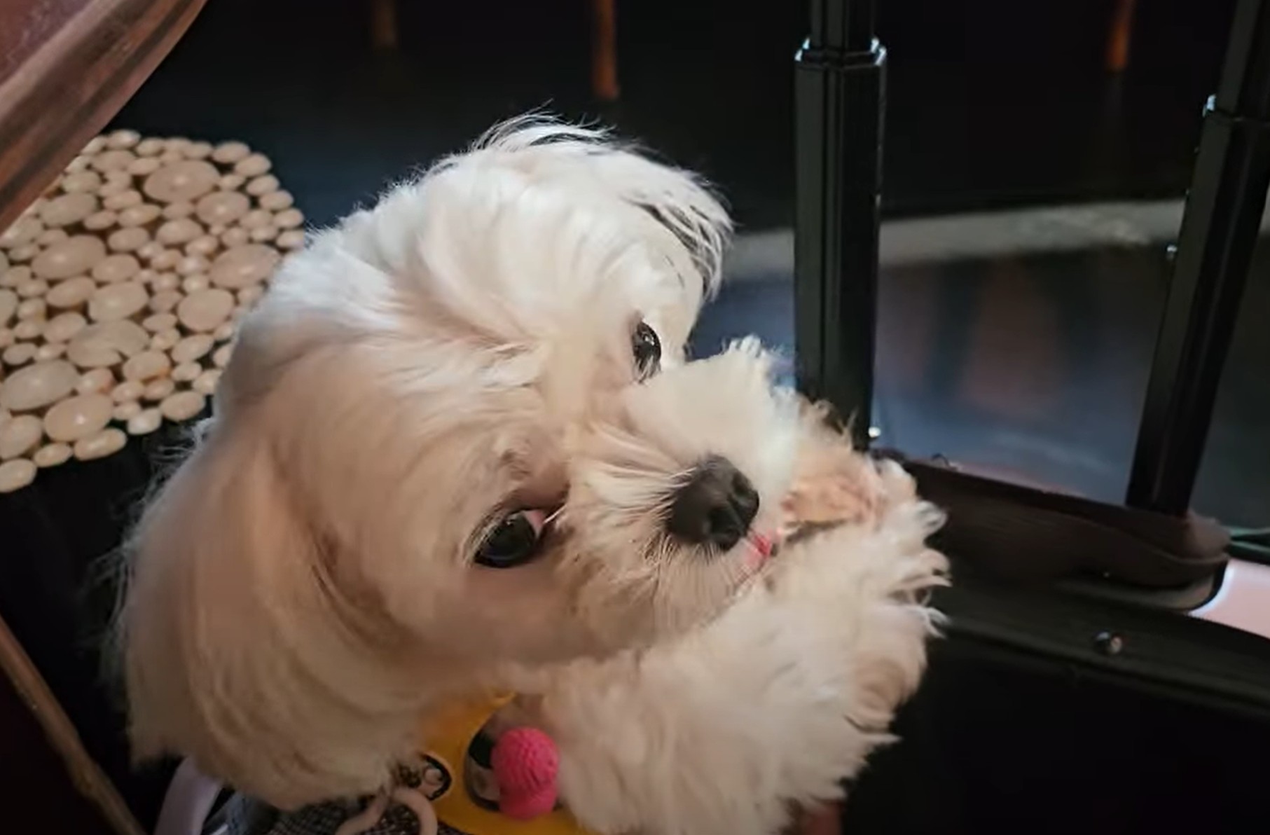 식당 안에서 라떼의 모습