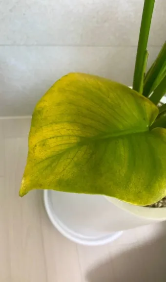 화분 노랗게 변함 원인 영양부족 과습해결 비료주기 조절 방법_3