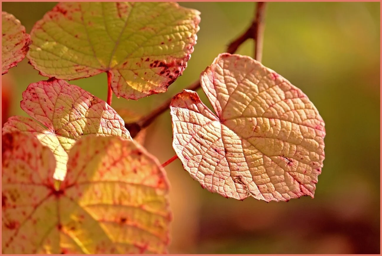새마을금고 예금금리