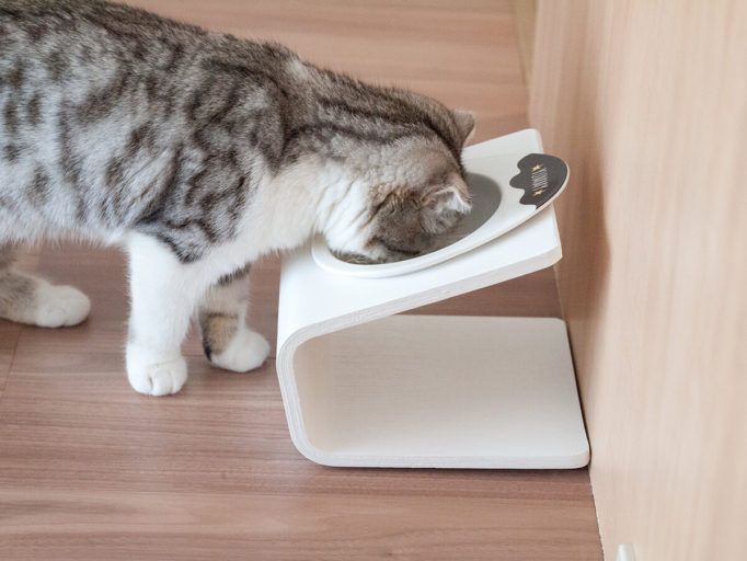 고양이 식기 배치의 의미와 중요성