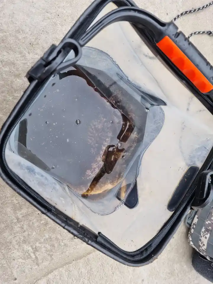 원투-낚시로-잡은-노래미-5마리