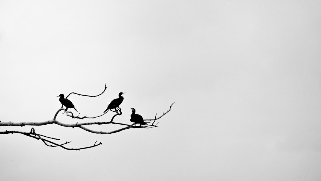 Social structure.
