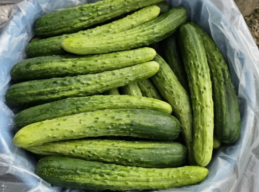 물 없이 오이지 담그는법