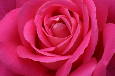 세종 베어트리파크 수목원 장미축제