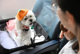 제주 반려견과 함께 가기 좋은 펫프렌들리 숙소 리스트_11