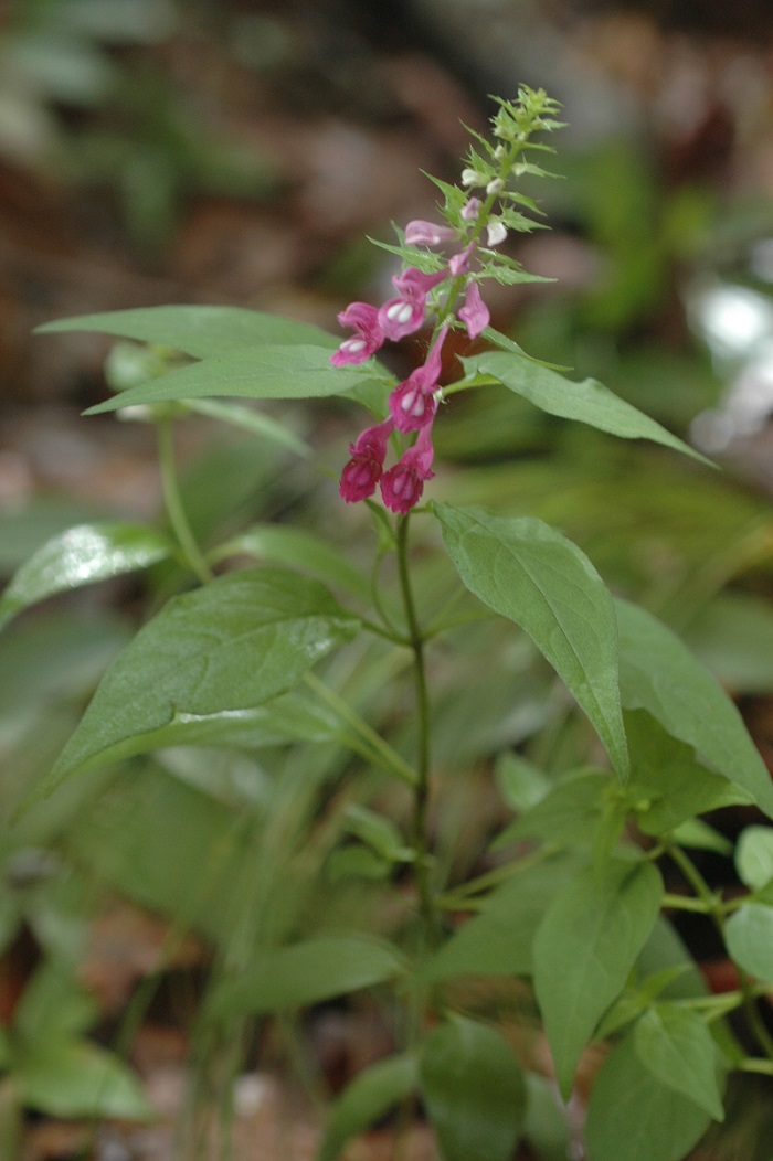 며느리밥풀꽃 사진