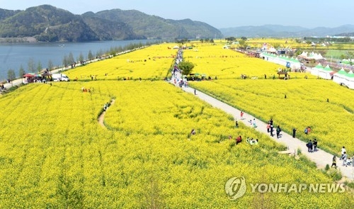 제 19 회 창녕낙동강유채 축제 기본일정과 프로그램 손태진 반가희 김유선 박혜신 하이랑 송자영 출연