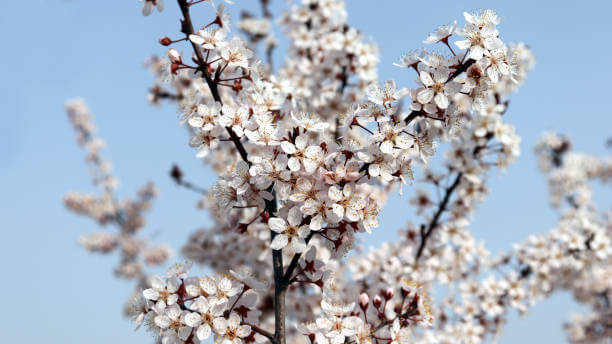 매실과-매실-액기스의-효능들