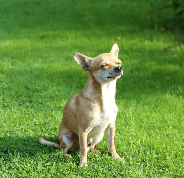 애완용 강아지 종류 및 특징 정리 - 소형 강아지 종류