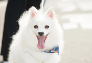 스피츠/출처:어도비스톡