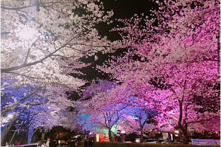 대구 이월드 83타워 주변에 만개한 벚꽃이 아름다운 풍경을 만들어내며, 벚꽃과 함께 즐기는 환상적인 야경을 선사하는 모습