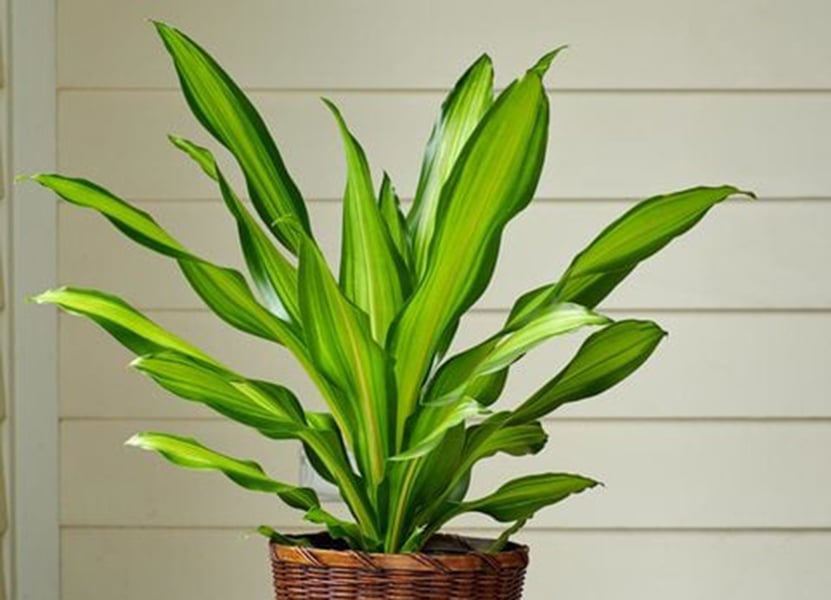 거실을 위한 최고의 실내 식물