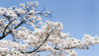벚꽃